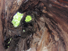 Foto de un Roble hueco. Tomada por Trepalari